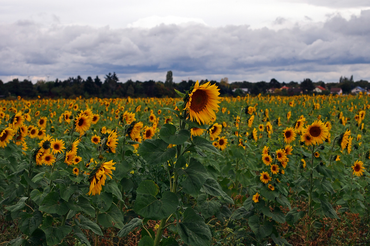 Natur-Sonnenblumen