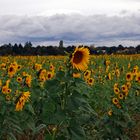 Natur-Sonnenblumen