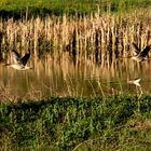 Natur-Spiegel