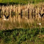 Natur-Spiegel