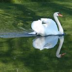 Natur-Spiegelung....