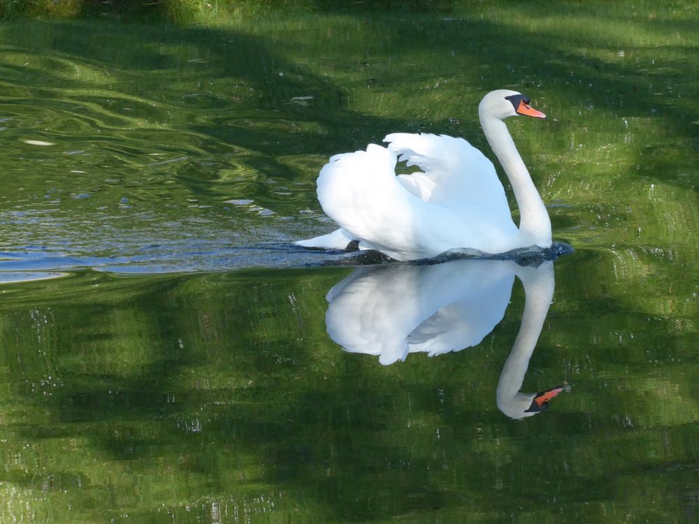 Natur-Spiegelung....