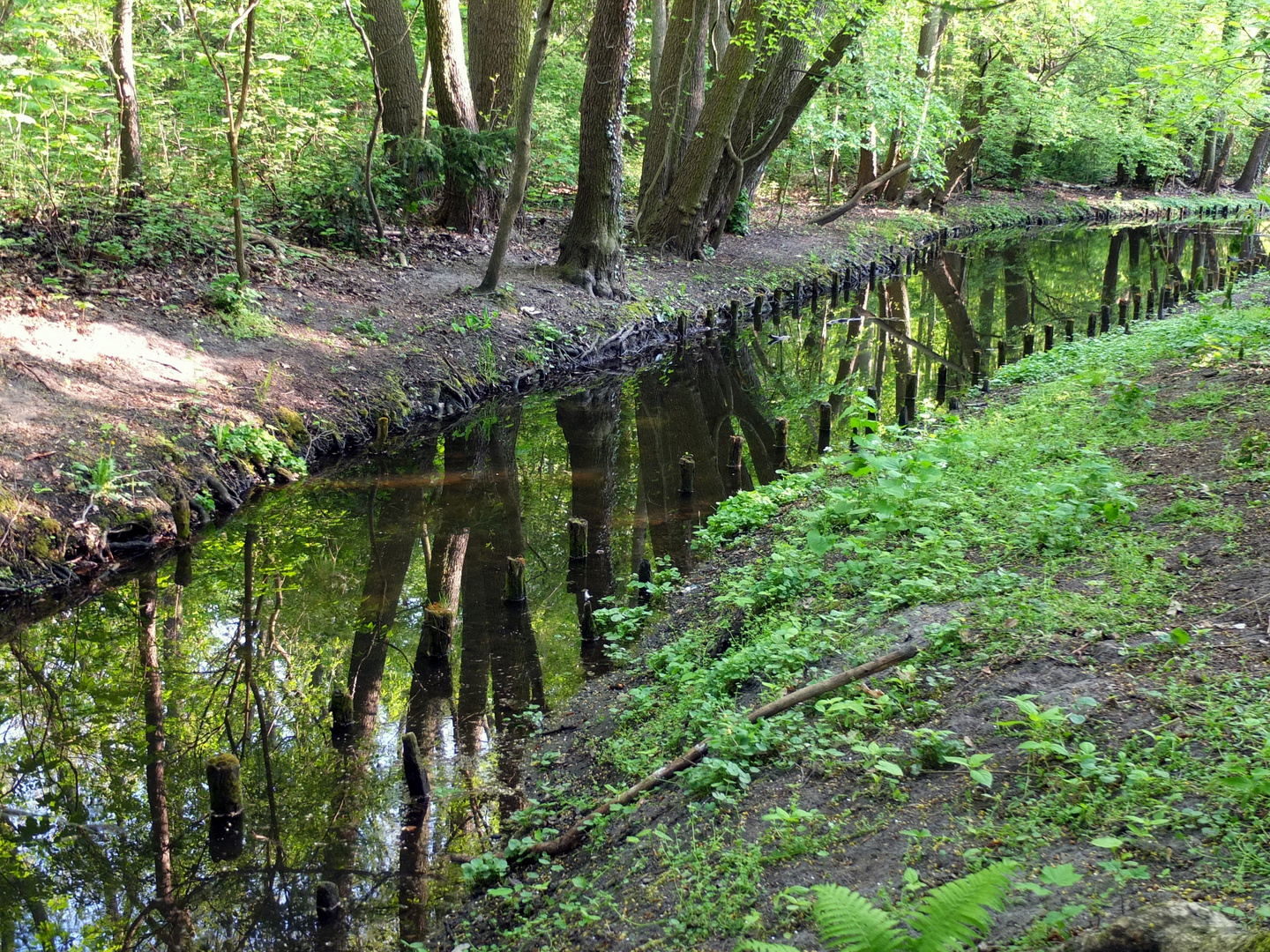 Natur Spiegelung