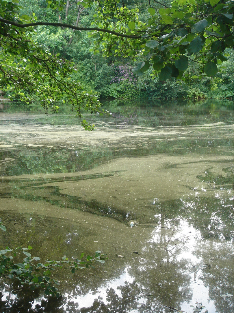 Natur-Spiegelungen