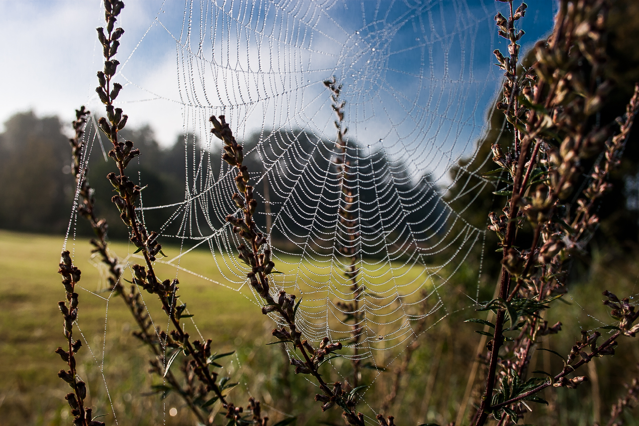 Natur Spinnweb