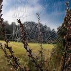 Natur Spinnweb