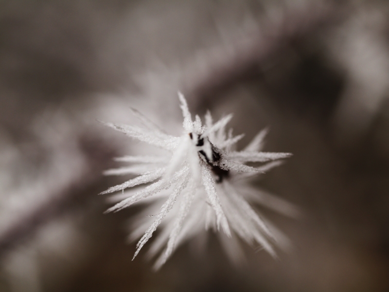 Natur-Stacheldraht