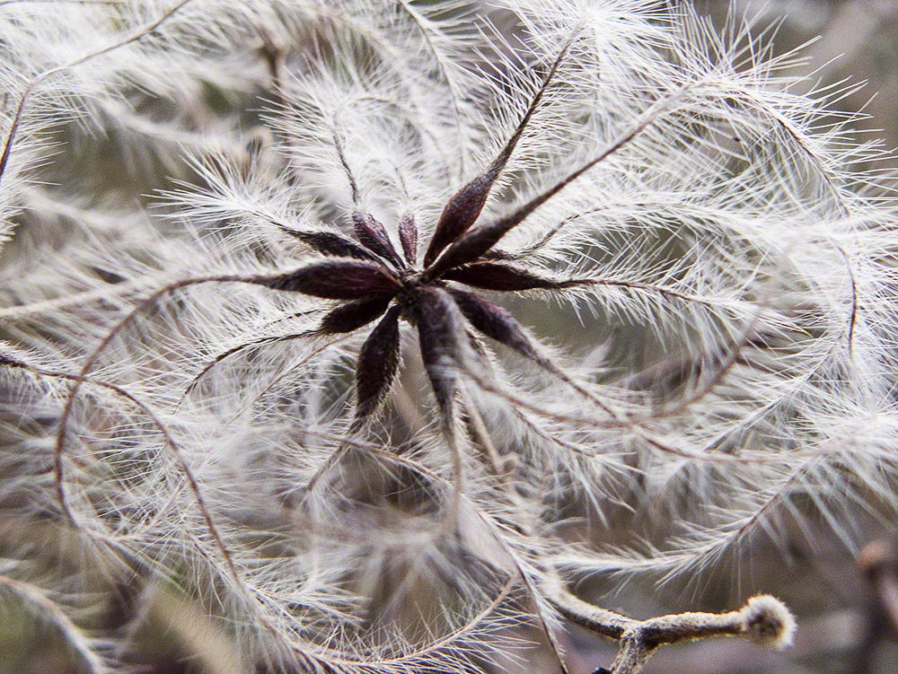 Natur-Stern