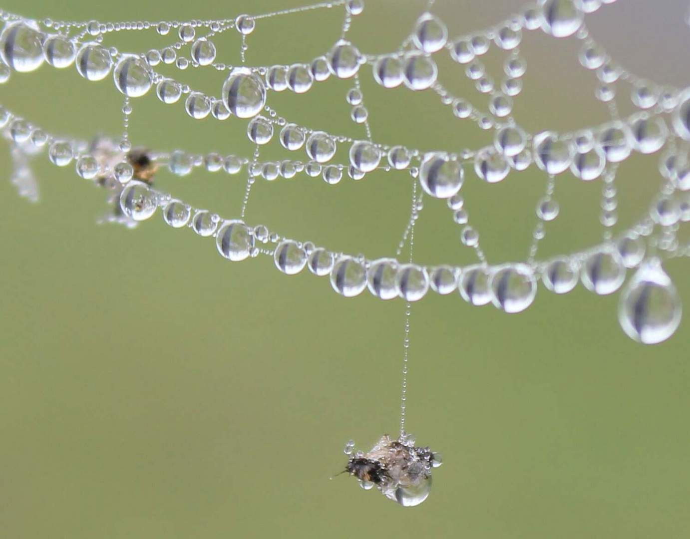 .... Natur-Stilleben ....