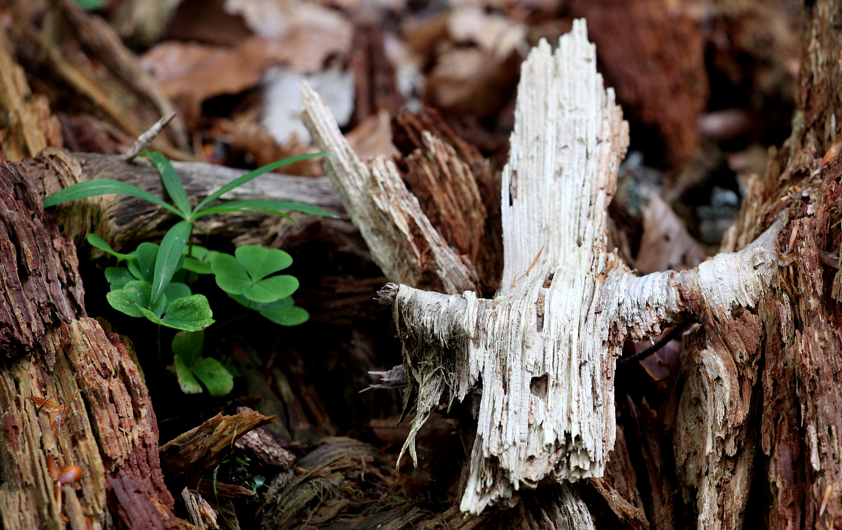 Natur-Stillleben