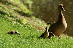 Natur - Stockenten-Familie