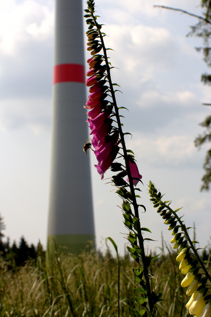 Natur trifft Technik