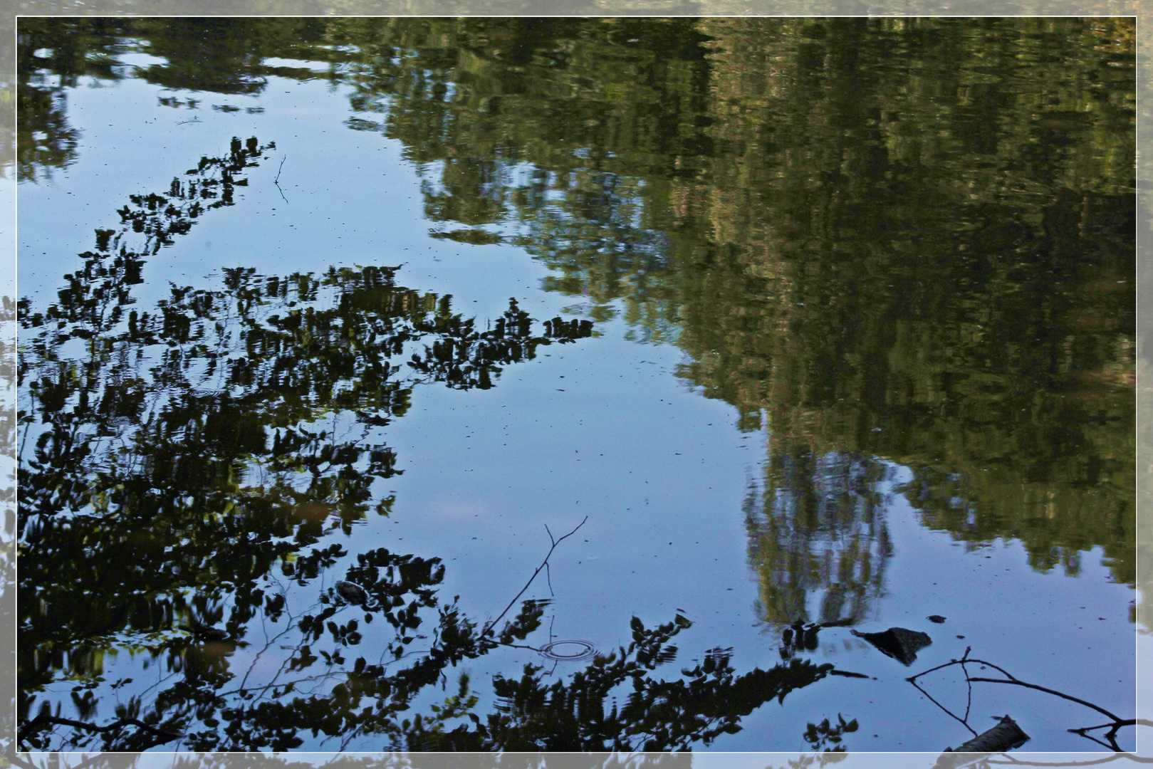 Natur über und im Wasser