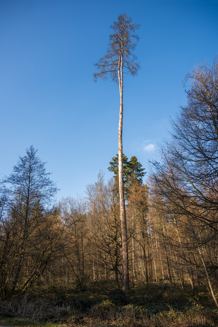 Natur Umgebung