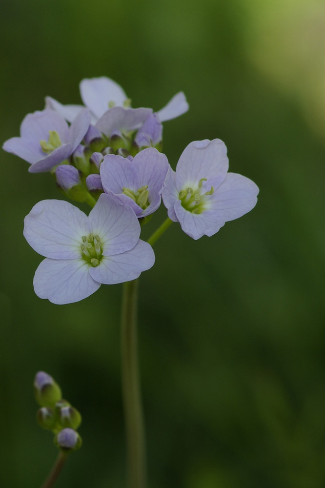 Natur ums Haus Blume