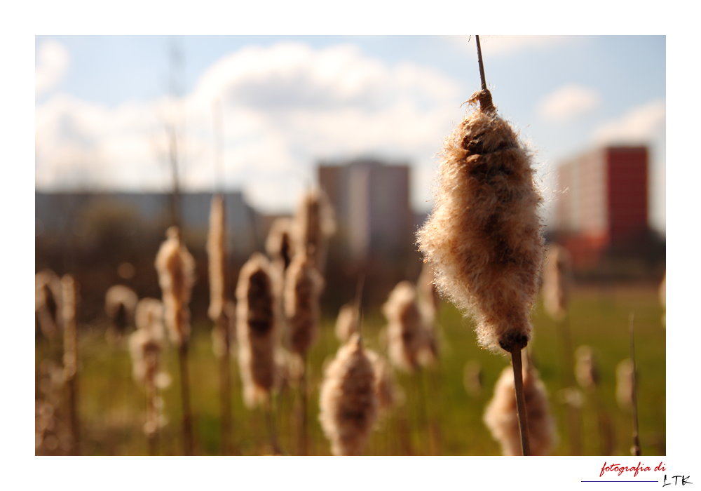 Natur und Architektur