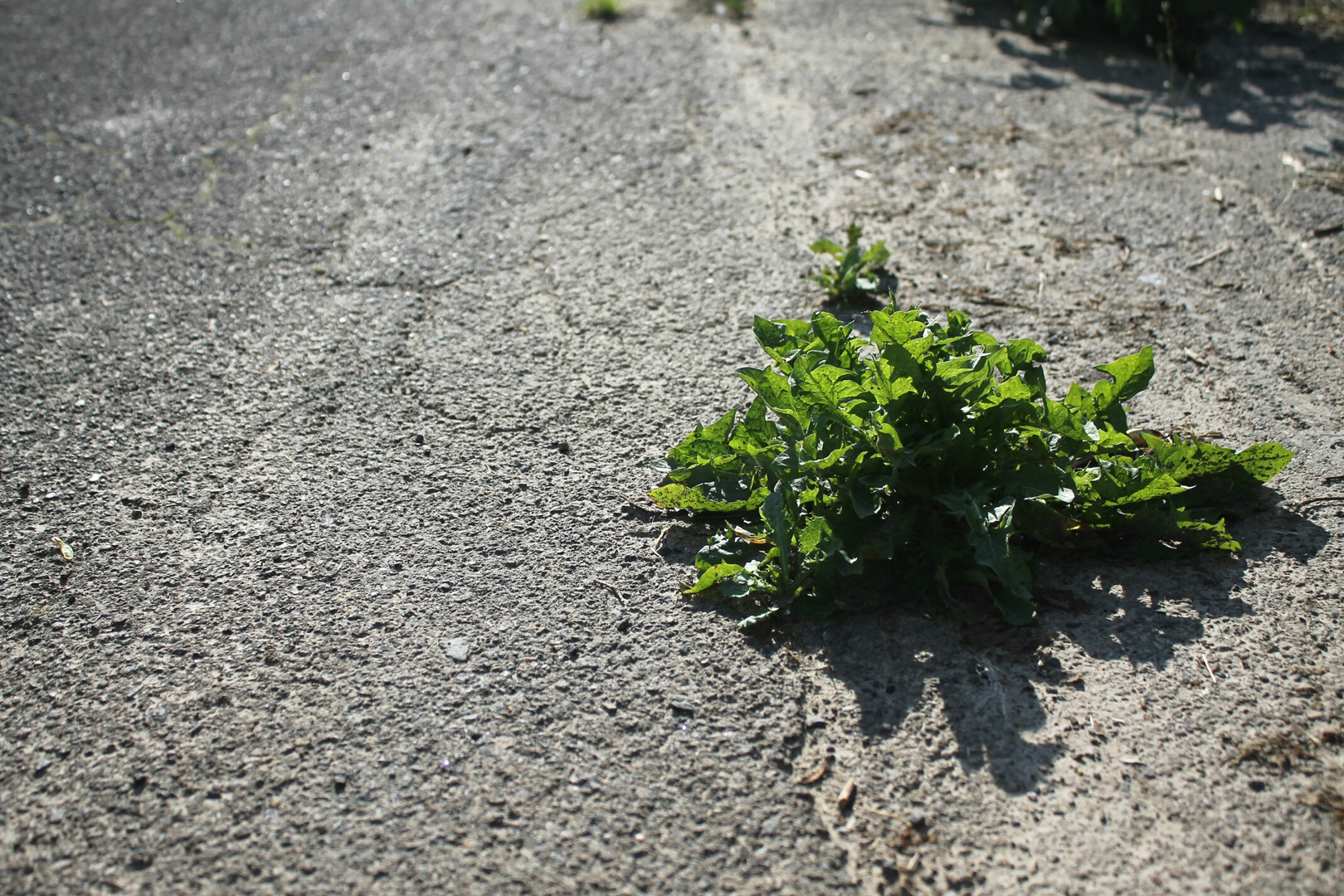 Natur und Asphalt.