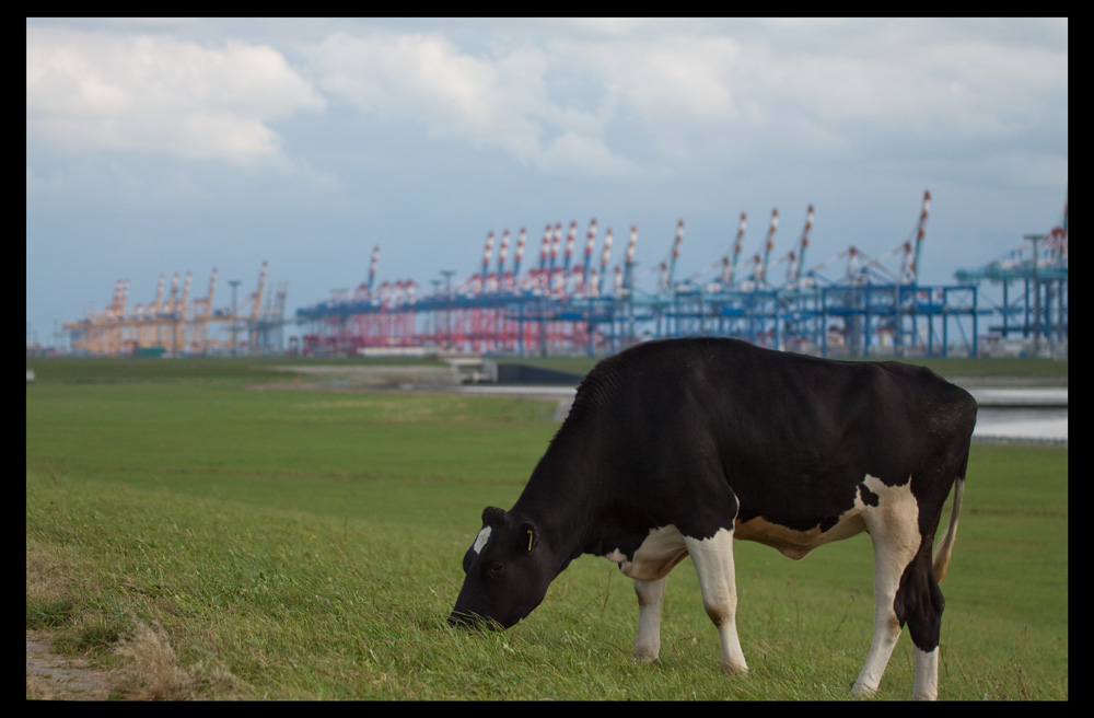 Natur und Hafen in direkter Nachbarschaft