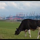 Natur und Hafen in direkter Nachbarschaft