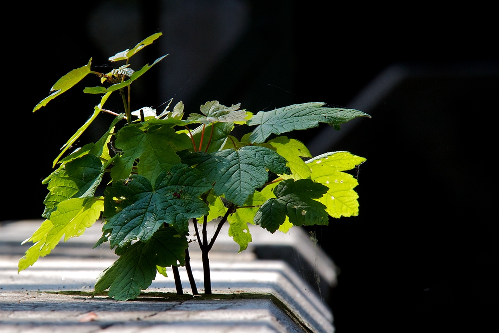 Natur und Industrie