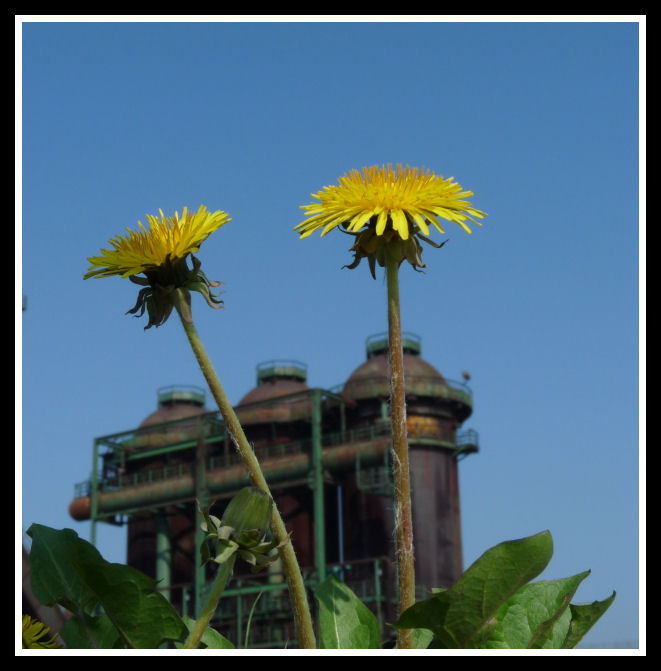 Natur und Industriekultur