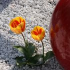 Natur und Kunst - Tulpen auf der BUGA in Schwerin 2009