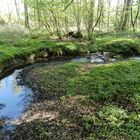 Natur und Landschaftspark rund um Wasserschloss Haus Marck--TECKLENBURG--