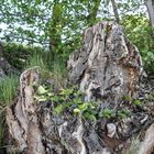   Natur und Landschaftspark rund um Wasserschloss Haus Marck--TECKLENBURG--  