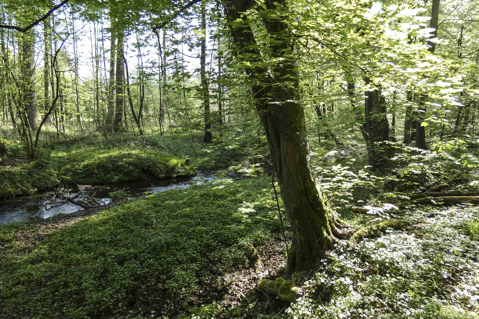 Natur und Landschaftspark rund um Wasserschloss Haus Marck--TECKLENBURG--