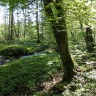 Natur und Landschaftspark rund um Wasserschloss Haus Marck--TECKLENBURG--