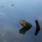 Natur und Landschaftspark rund um Wasserschloss Haus Marck--TECKLENBURG--