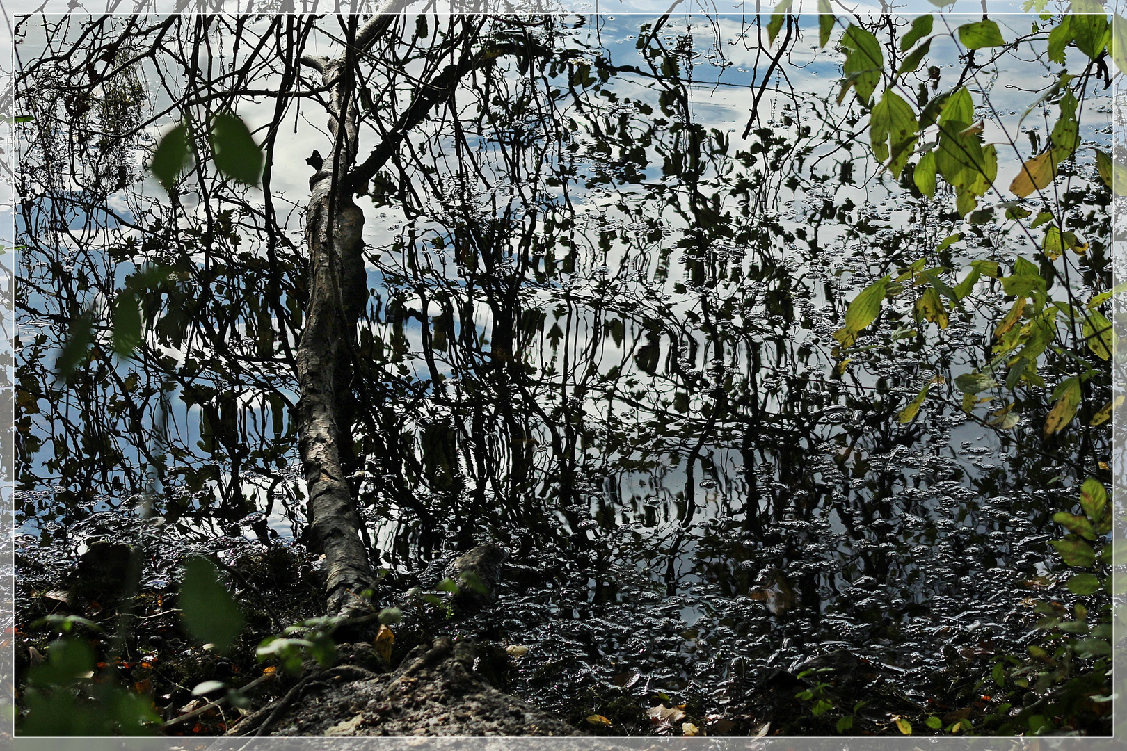 Natur und Spiegelung