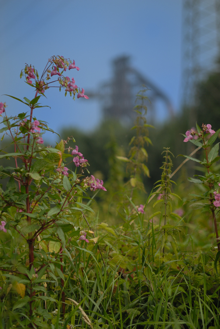 Natur und Stahlerzeugung