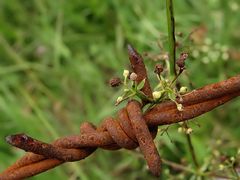 Natur und "Technik" 1