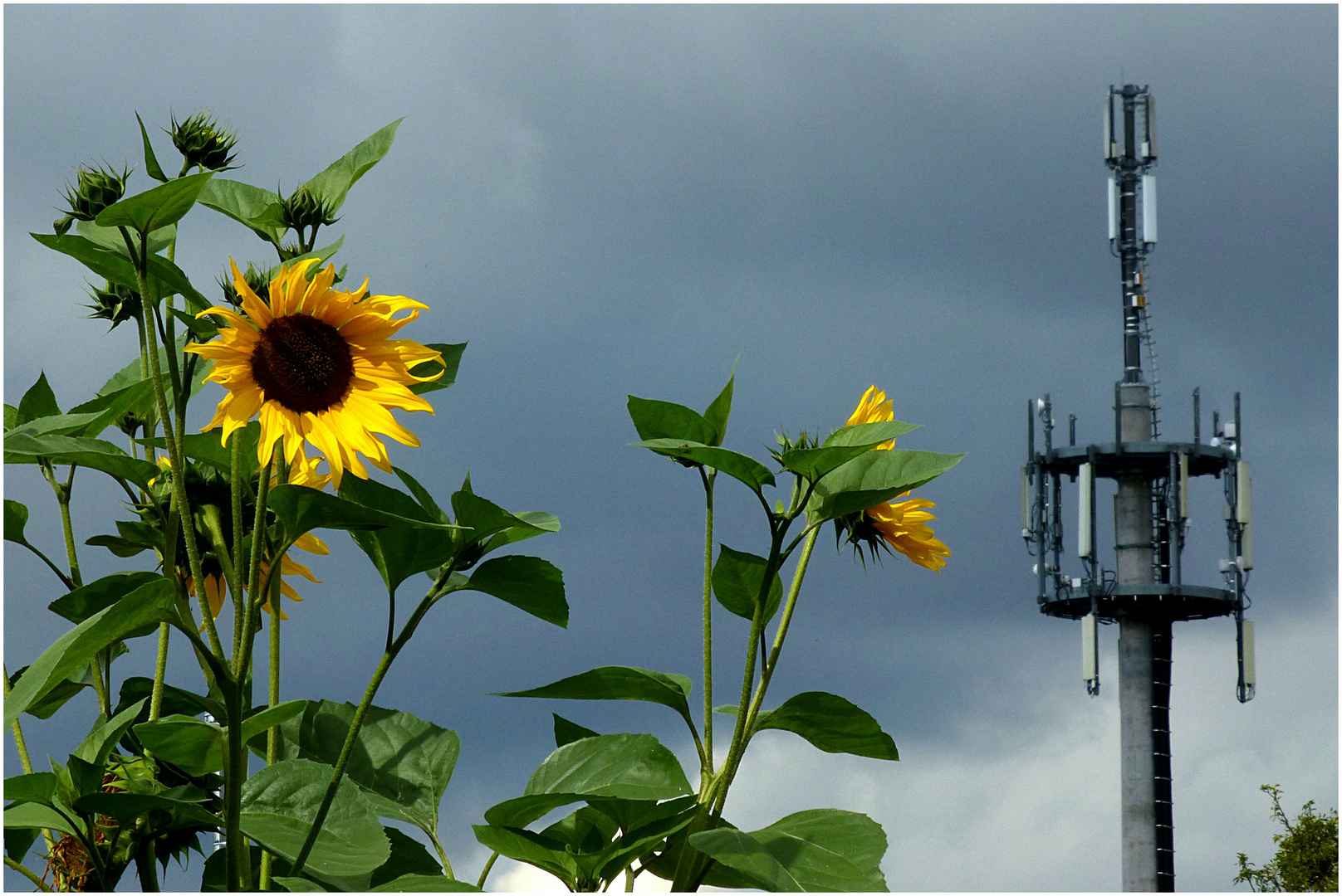 Natur und Technik (2)