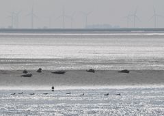 Natur und Technik an der Westküste Schleswig-Holsteins