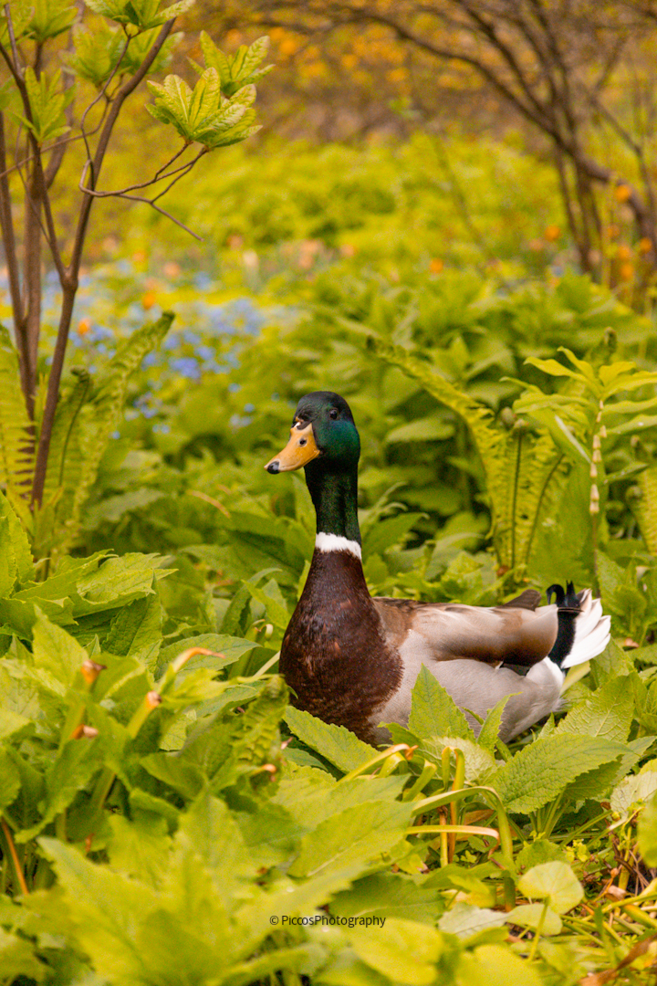 Natur und Tier.