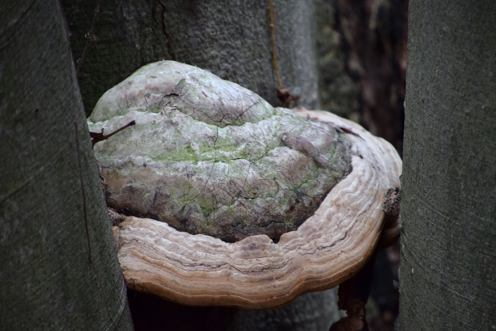 Natur - verbunden .......