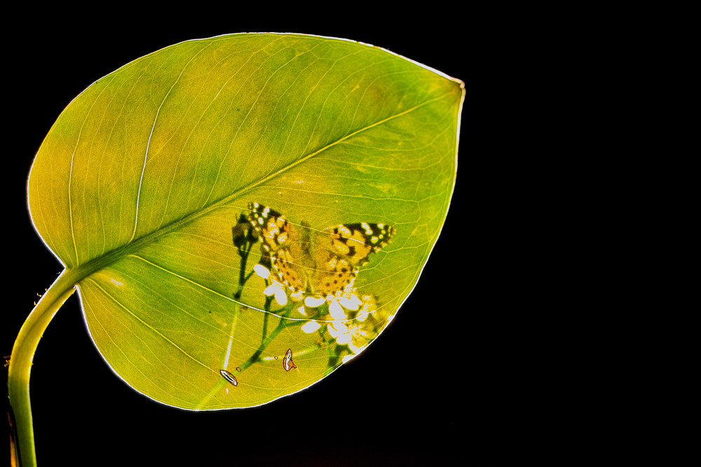 Natur-Verbunden