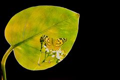 Natur-Verbunden