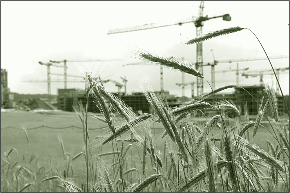 Natur verdrängt durch Architektur