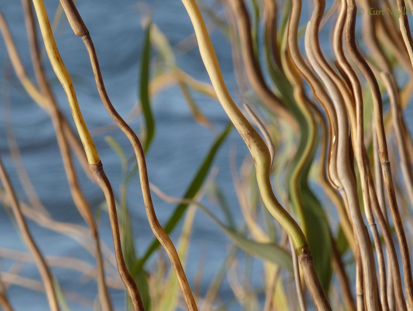 Natur, verfremdet