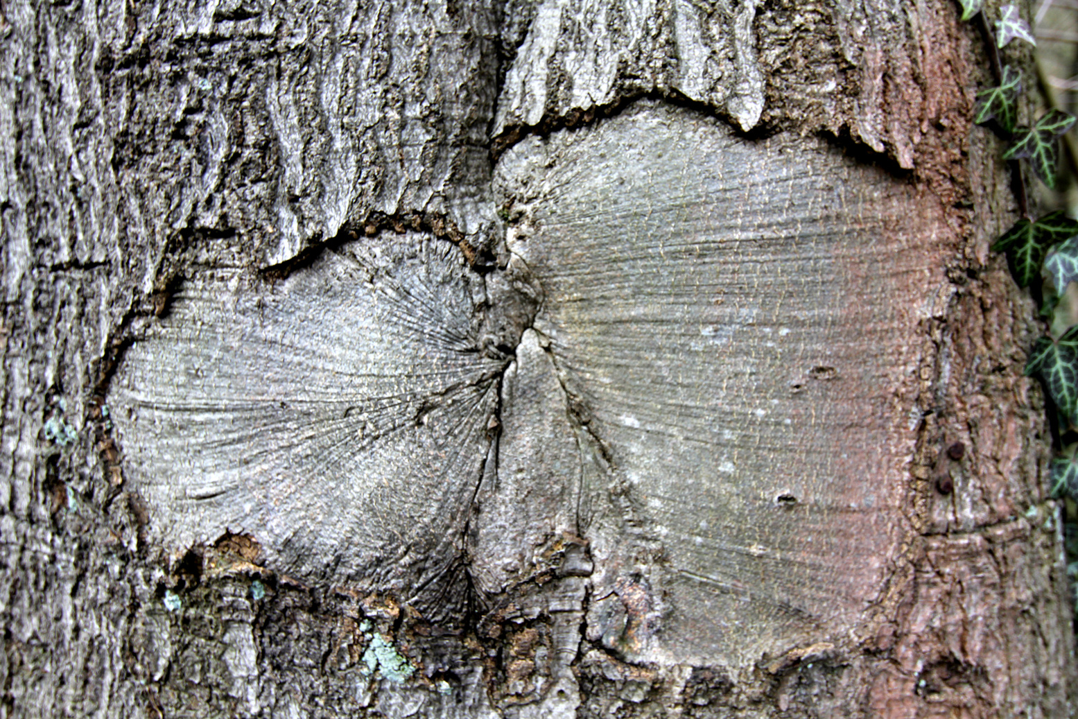 natur-verletzt, zerstört-selbstheilung