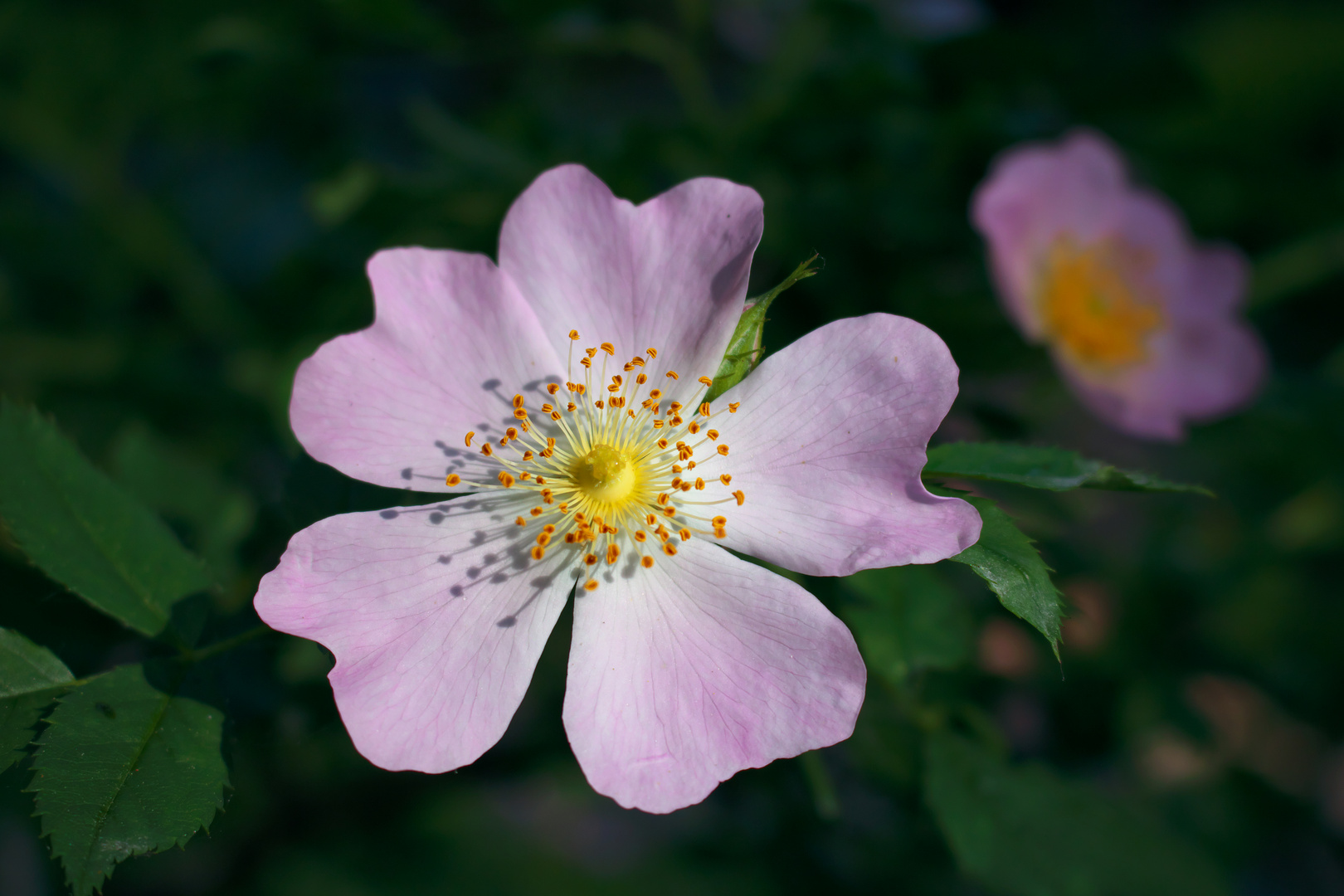 Natur von der schönen Seite