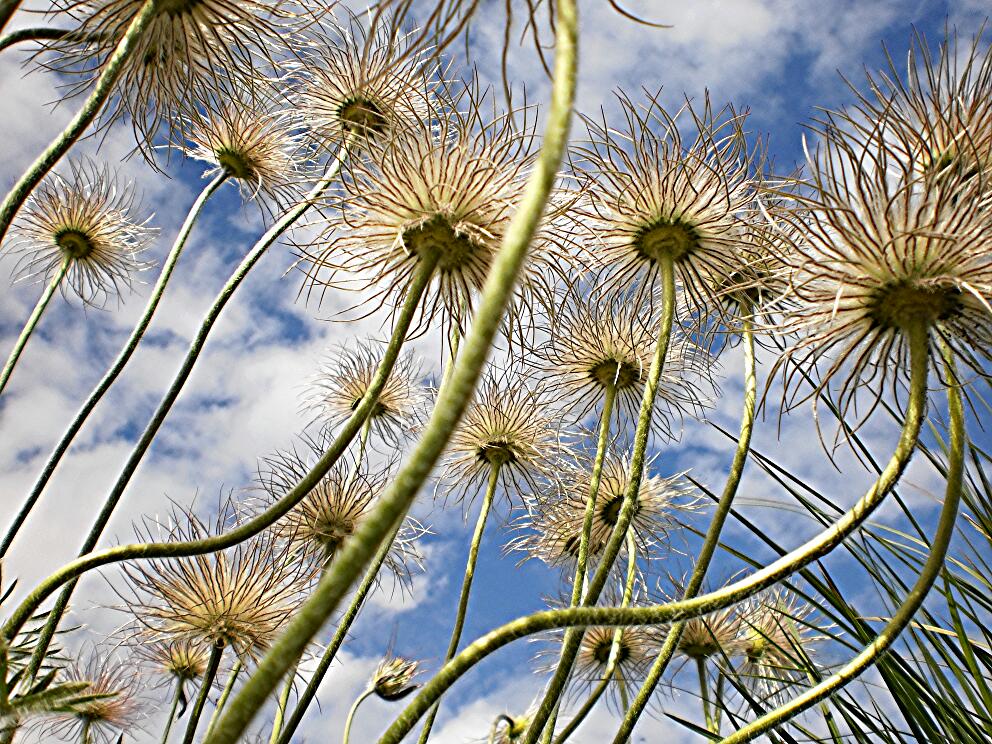 natur von unten