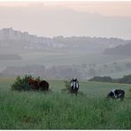 Natur vor den Toren der großen Stadt