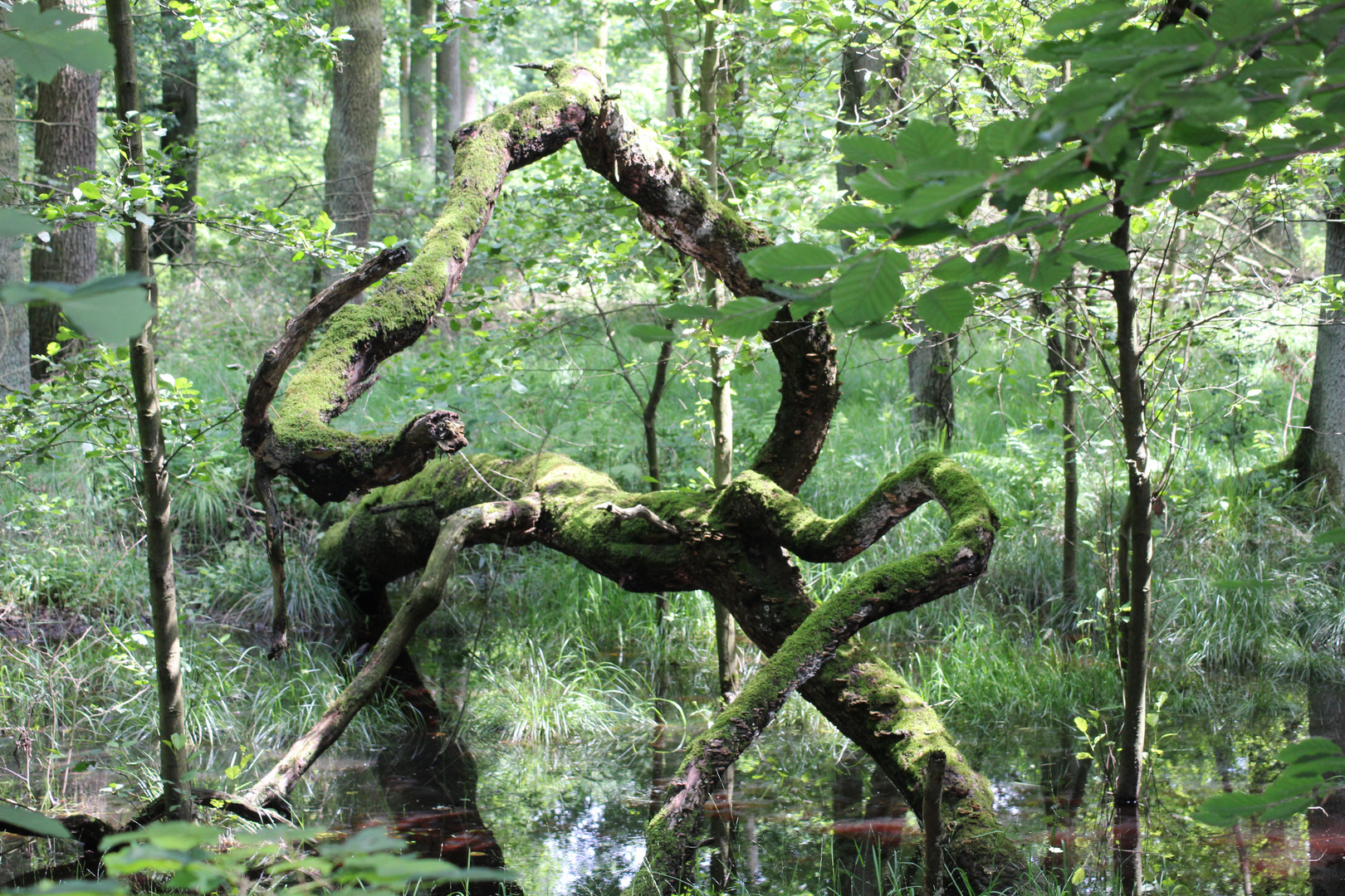 Natur vor der Haustür