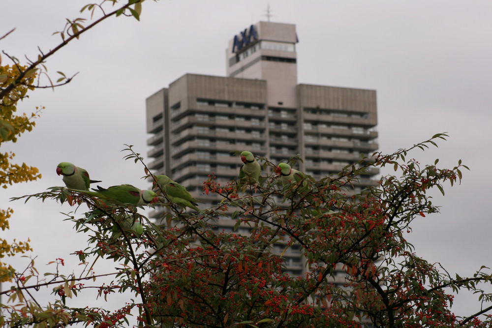 Natur vs. Großstadt