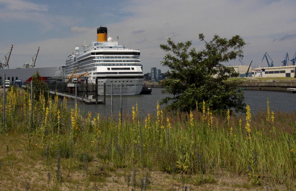 Natur vs. Kreuzfahrtschiff