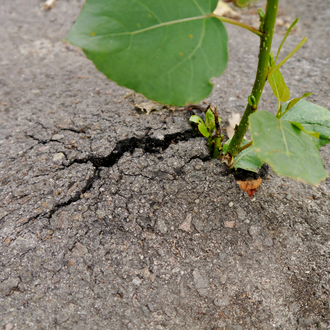 Natur wächst aus Asphalt